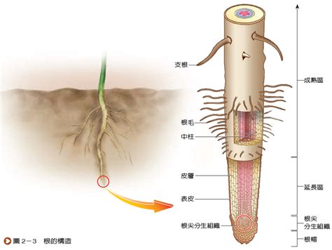 樹根位置|植物根系確認